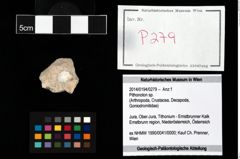 Foto (Objekt + Etikett) von Pithonoton sp.  (NHMW-GEO-2014-0194-0279)